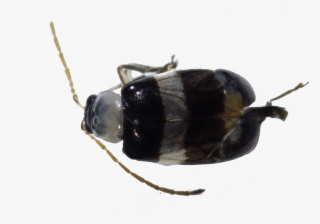 79 - Dung Beetle #8489975