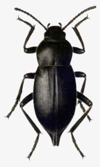 Download Beetle Black Png Images Background - Dung Beetle #8490019