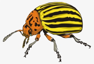 Big Image - Colorado Potato Beetle Drawing #8490381
