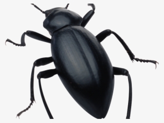 Bugs Clipart Beetle - Black Beetle Transparent #8490668