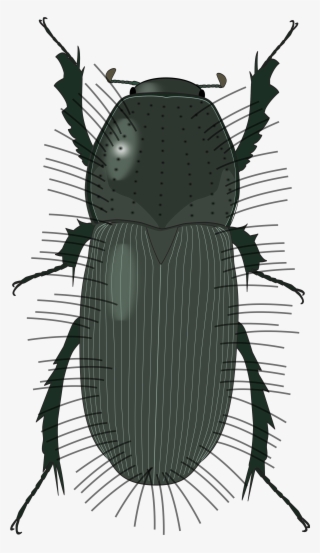 Open - Dung Beetle #8490748
