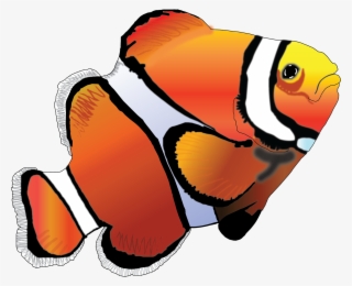 Clown Fish #8490751
