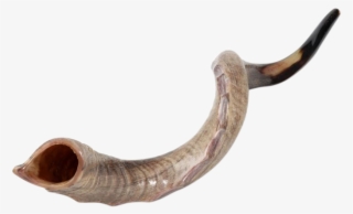 Shofar Light Color - Shofar #8492540