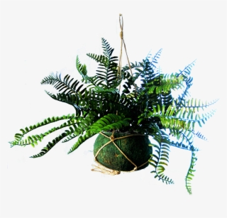 Hanging Basket With 2 Royal Fern Plants - Christmas Tree #8495164