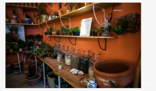 Houseplant #8495204