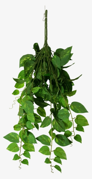 Hanging Philodendron Bush 73cm - Bay Laurel #8495344