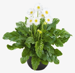 Florist Holland - Bijeli Gerber #8495458