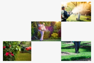 Pest Control Has Been Made Easy By Our Tailored, Honed, - Yard #8495609