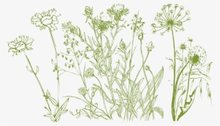 2322 X 1325 1 - Buttercup #8496600