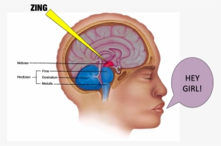 Hey Boy, You Really Activate My Ventral Midbrain #8499710