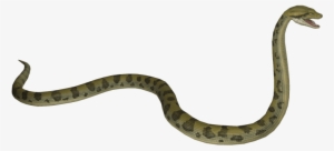Free Png Anaconda S Png Images Transparent - Anaconda Snake Side View #850854