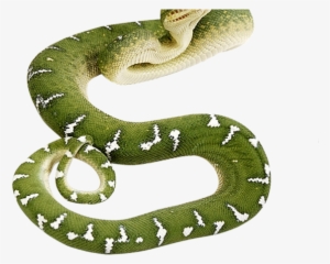 Anaconda Png Transparent Images - Green Snake Transparent Background #851121