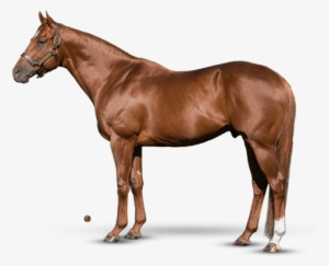 Speightstown - Carpe Diem Stallion #852241