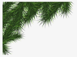 Christmas Trees Png #852576