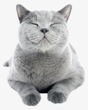 Cat Friendly Properties - Happy Cat #852828