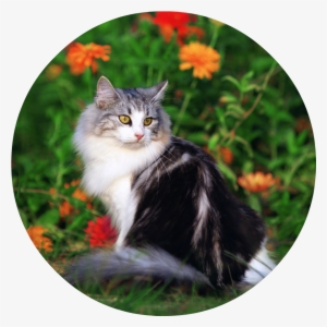 Cute Cat Playing In The Beautiful Field Of Flowers - Cat #852909