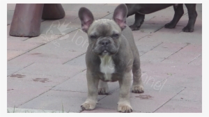 And It Seems It Hasn't Changed Since She Found Her - French Bulldog #853085