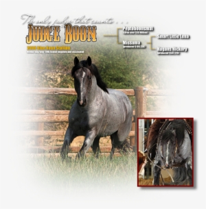 Judge Boon Is Still Showing At Select Shows And Continues - Stallion #853117