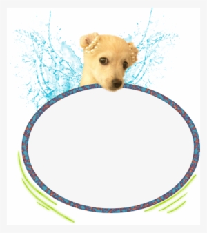 Cute Puppy - Dog Catches Something #853258