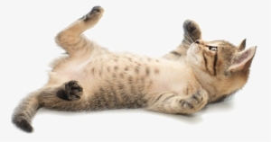 Cute Cat Png Image - 111 Gründe, Katzen Zu Lieben: Eine Liebeserklärung #853279