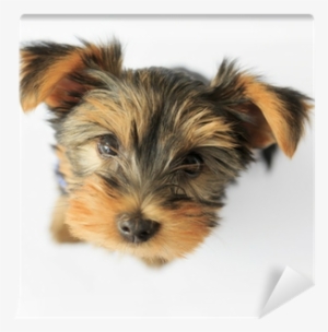 Portrait Of A Cute Puppy Wall Mural • Pixers® • We - Yorkshire Terrier #853283