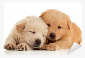 Vector Stock Cute Chow Isolated Over White Background - Different Breeds Of Dog White Background #853343