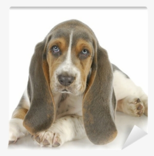 Puppy #853376