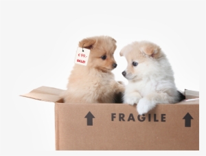 Four Paws Campaign Against Illegal Puppy Trade Puppy - Two Puppies In A Box #853732