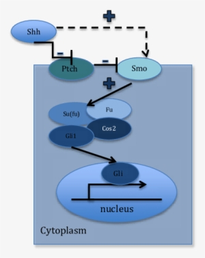 Shh Binds To The Membrane Protein Patched - Hedgehog Signaling Pathway #854667