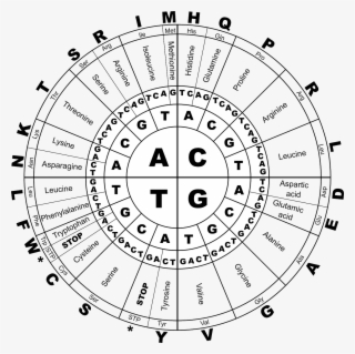 The Weight Of The Genetic Code - Genetic Code Rna #855016