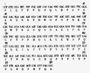 Nucleotide And Derived Amino Acid Sequence Of - Poetry #855569