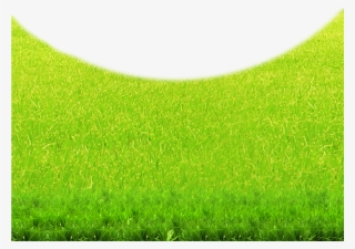 Lawn Green Grasses Grassland Wallpaper - Lawn #855673