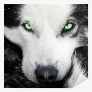 Husky Eyes Shower Curtain #858385 Husky Eyes Shower Curtain #858385