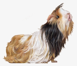 Guinea Pig Illustration By Rachel Mabin - Tibetan Terrier #8501514