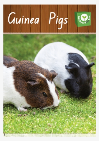 Guinea Pigs Digital Resource - Guinea Pig #8501660