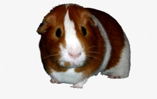 Discover Ideas About Guinea Pigs - Hamster #8502128