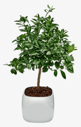 Houseplant #8504721