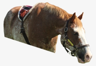 Neville Edited - Sorrel #8505525