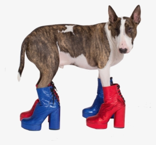 Favorite Shoes - Marc Jacobs Dog Neville Jacobs #8505743