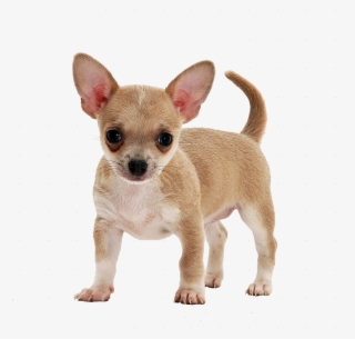Psinka - Smooth Coat Chihuahua Puppy #8507818