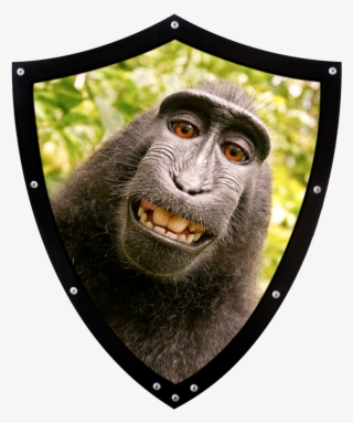 Funny Shields - David Slater Monkey #8511457