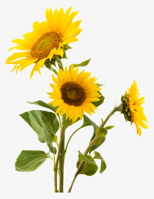 Girasol Sticker - Sunflower Png #8512409