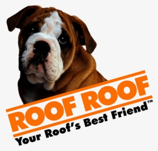 Australian Bulldog #8513838