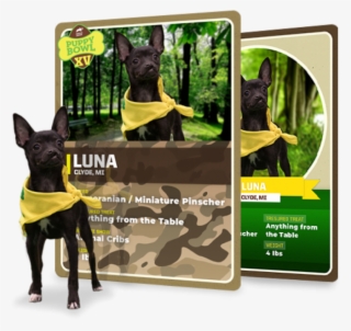 Whether You're A Pet Parent Or You Have An Animal In - Guard Dog #8516521