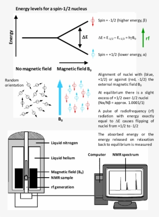 The Basic Nmr Experiment With A Spin-1/2 Nucleus - Spin 1 2 Nuclei #8518114
