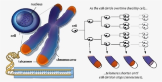 Leave A Reply Cancel Reply - Telomere Shortening Diagram #8518405