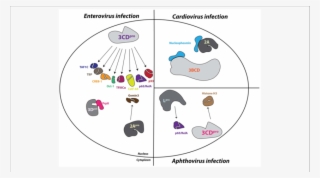 Picornavirus Proteins Enter The Nucleus And Alter Nuclear-resident - Picornavirus Infection #8518633