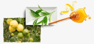 Antioxidant Support * - Key Lime #8520589