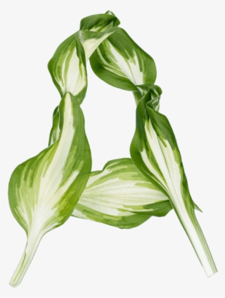 Pipal Leaves Font - Illustration #8528055