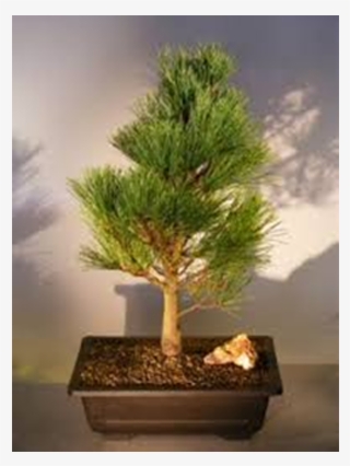 Bougainvillea Bonsai Tree - Sageretia Theezans #8528273